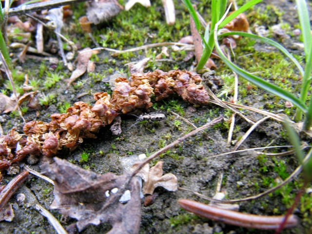 AsaphidionYukonenseInHabitat