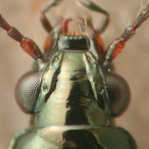 Bembidion (Bembidion) sp. 