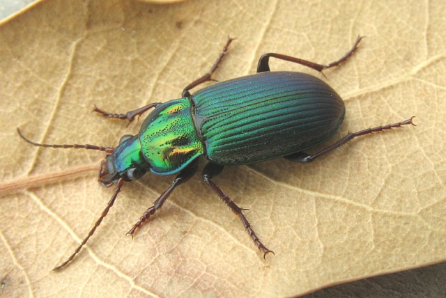 Chlaenius pimalicus