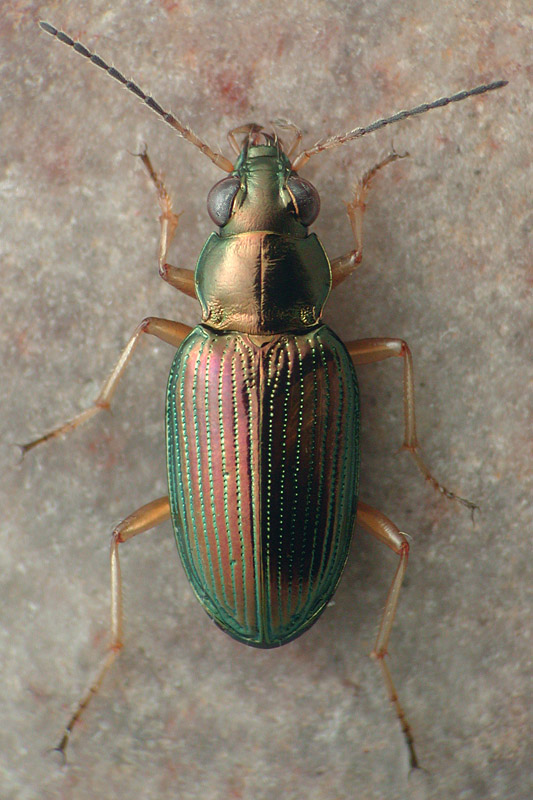 Bembidion (Odontium) confusum