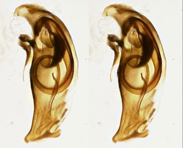 DNA2370 stereo eyes crossed