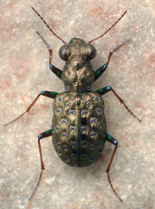 Elaphrus lindrothi
