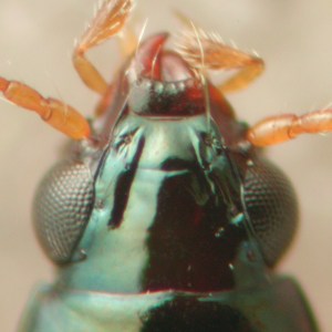 Bembidion (Nothonepha)  sp.