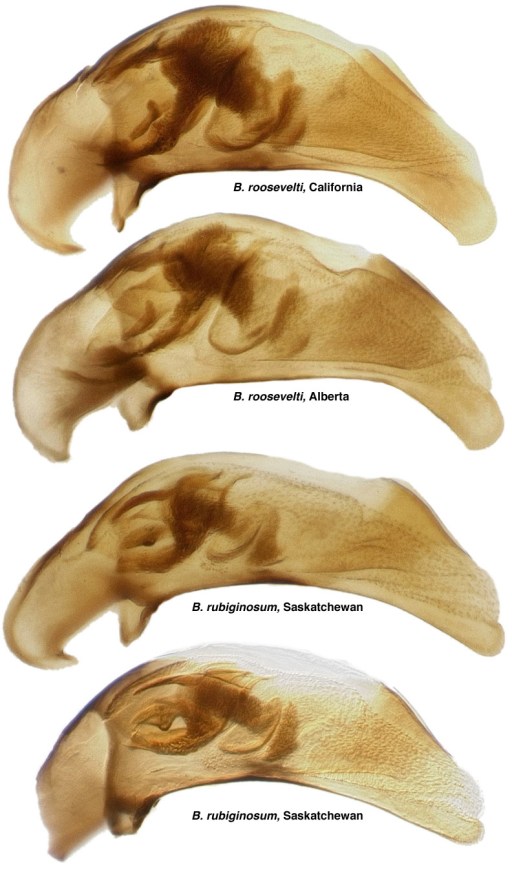 rooseveltiVsRubiginosum