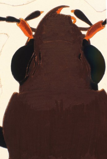 First layer of colored pencil