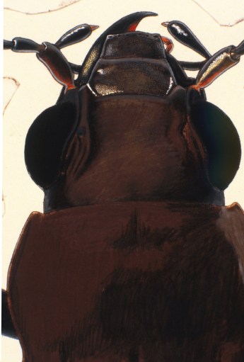 First layers of ink for highlights and darkest areas on the mouthparts.