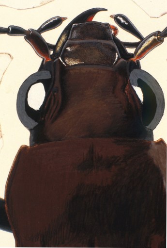 Ink layer ready to be scratched