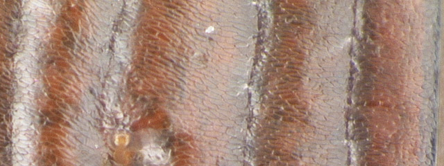 Specimen DNA2145, Idaho