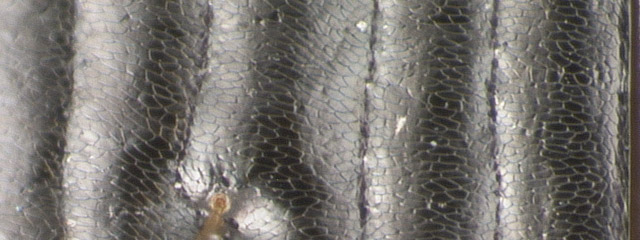 Specimen DNA2572, Oregon