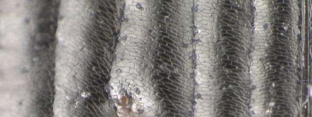 Specimen DNA2735, British Columbia