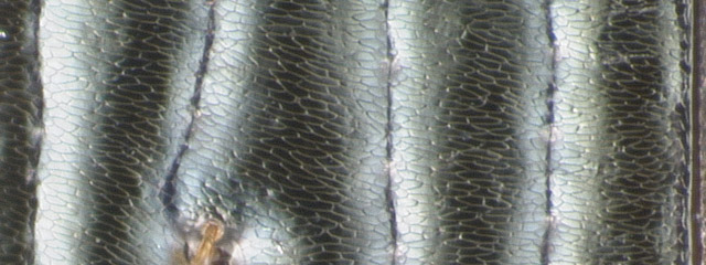 Specimen DNA3207, Oregon