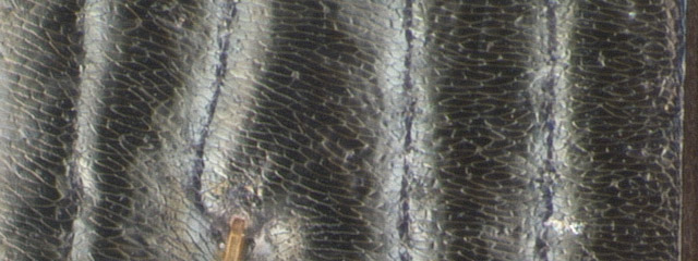 Specimen DNA3256, California