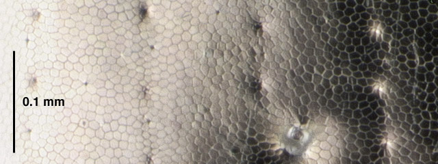 Lionepha chintimini female, elytral microsculpture