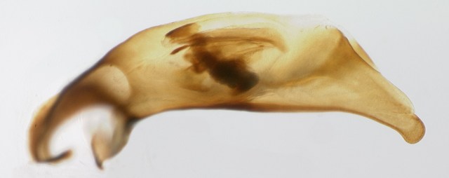 Specimen DNA3299 (small and brown), Idaho