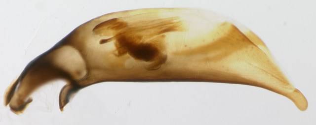 Specimen DNA3300 (large and dark)