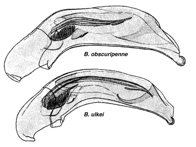 genUlkeiObscuripenneCorrect