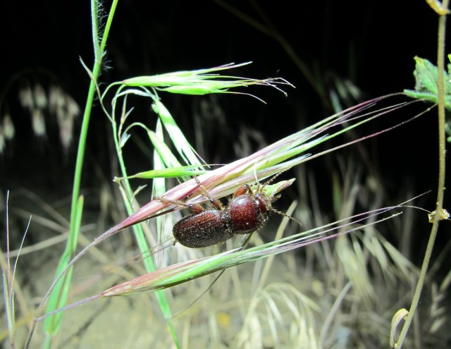 Dicheirus strenuus feeding on grass seeds
