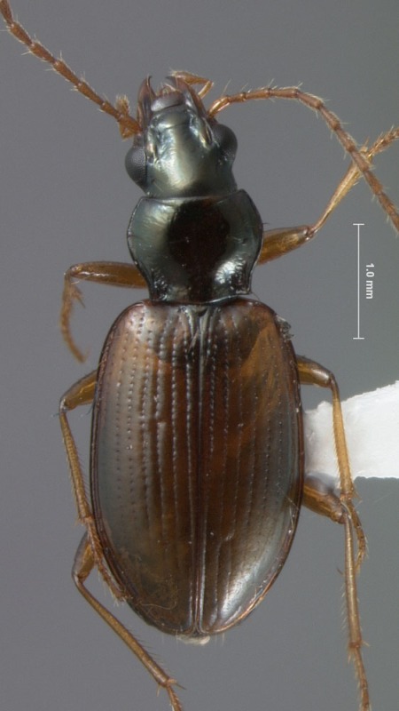 A second undescribed species of the Ocydromus complex of Bembidion