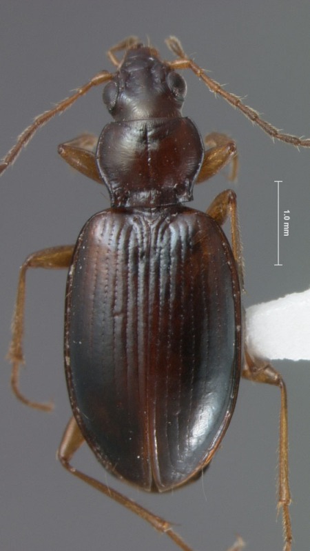 An undescribed species of the Ocydromus complex of Bembidion