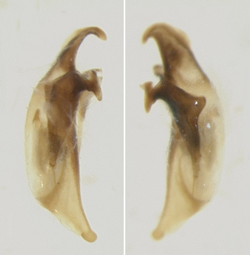 On the left, specimen DNA3307 (right side). On the right, specimen DNA3743 (left side).