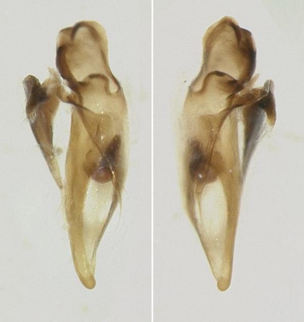 Ventral view. On the left, specimen DNA3307. On the right, specimen DNA3743.