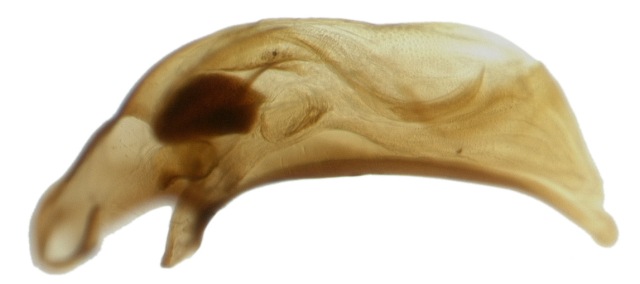 Male genitalia of Bembidion rupicola
