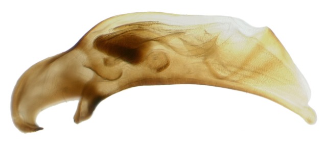 Male genitalia of Red River species
