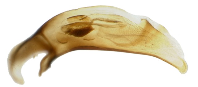 Male genitalia of talus species