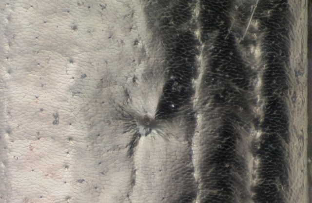 DNA3568_eltyralMicro_EDF