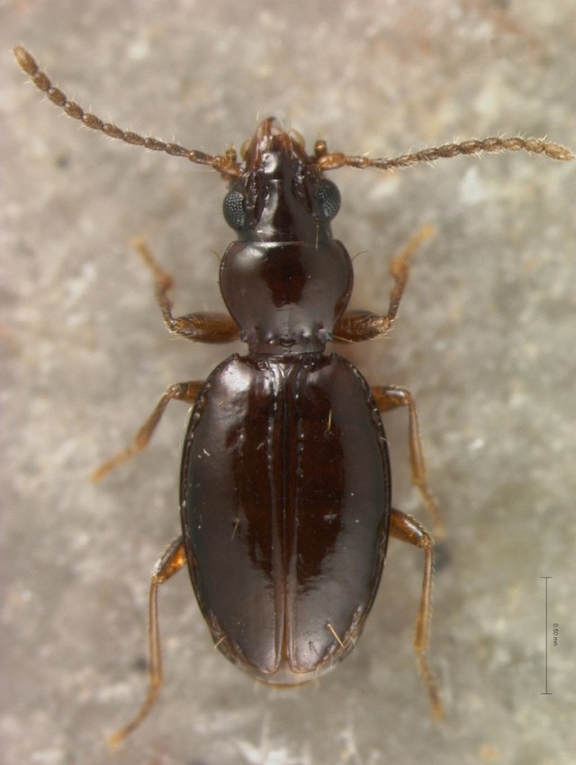 Andinodontis V100624Large