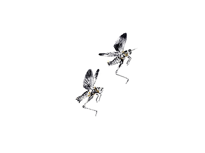 Differential Grasshopper 3 (Melanoplus differentialis) by Inked Animal