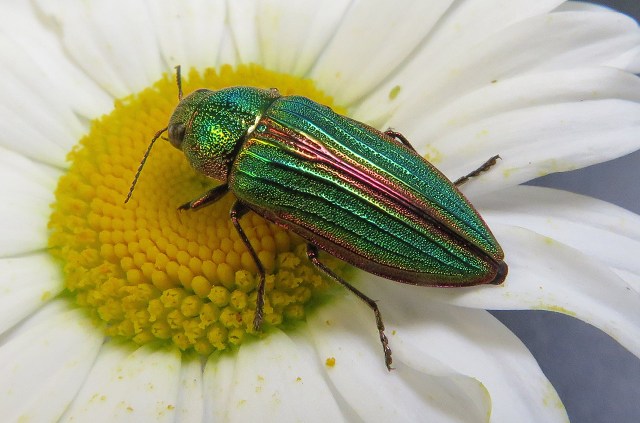 Buprestis