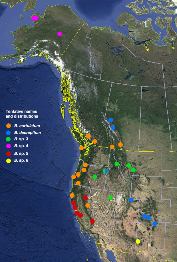 B. curtulatum group Distribution