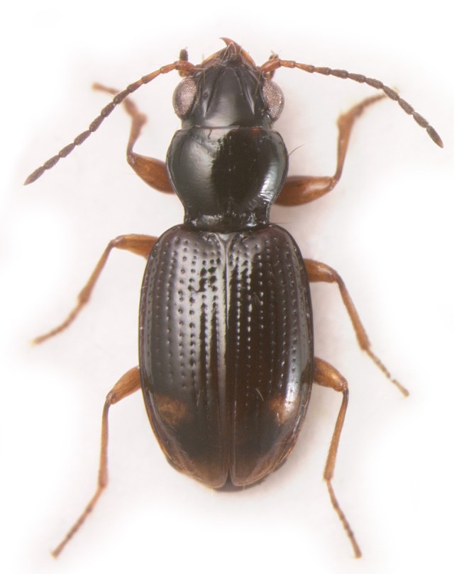 Bembidion (Trepanedoris) pseudocautum