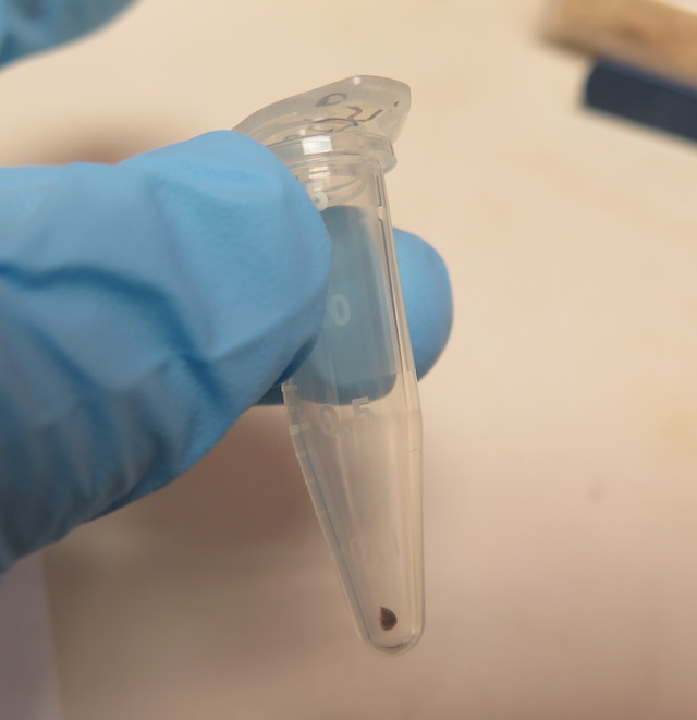 A bit of a Bembidion in a tube.  This doesn't happen to be a Trepanedoris, but it would look just about the same if it were.