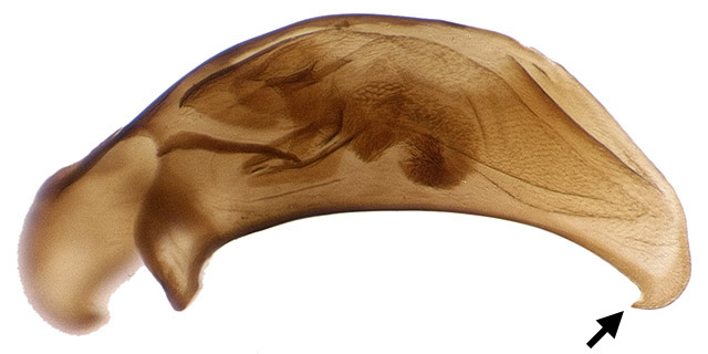 DNA3425.GenLeft.EDF640