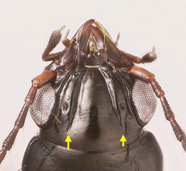 DNA3425HeadStack_EDF