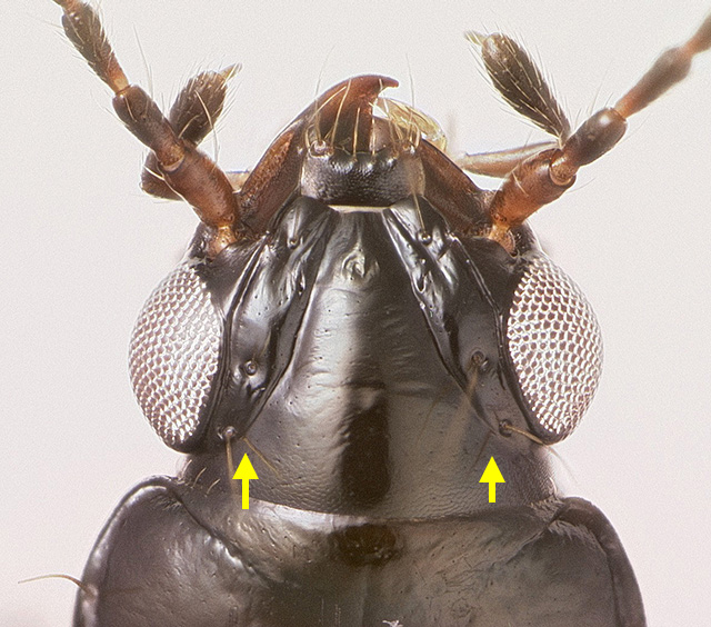 DNA4364HeadStack_EDF