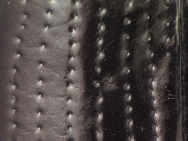 Left elytron of a shiny male, from Klamath Marsh, OR