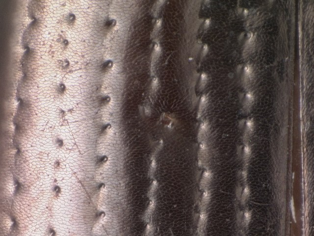 Left elytron of a dull male, from Corvallis, OR