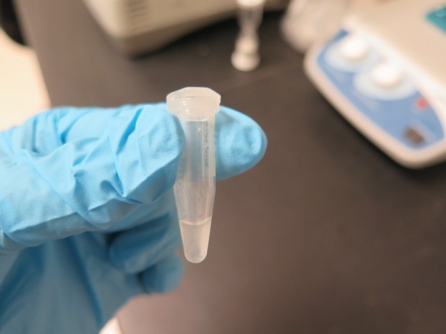 finalDNAextraction