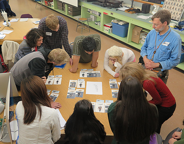 LiocosmiusCardsWithTree640