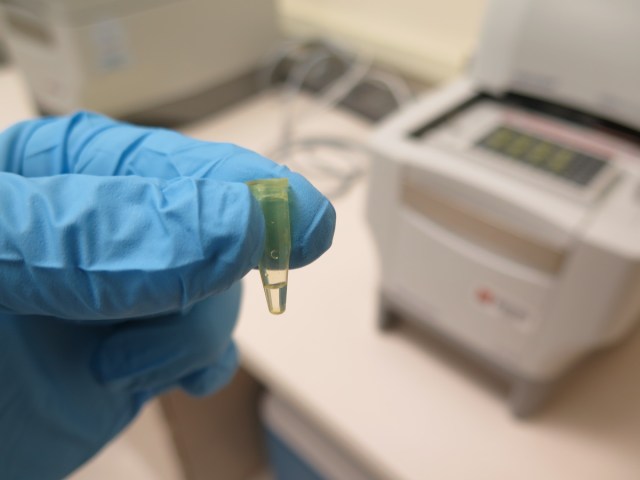 PCR product