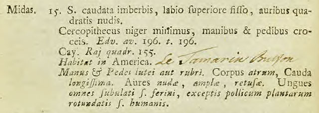 Simia-midas-description