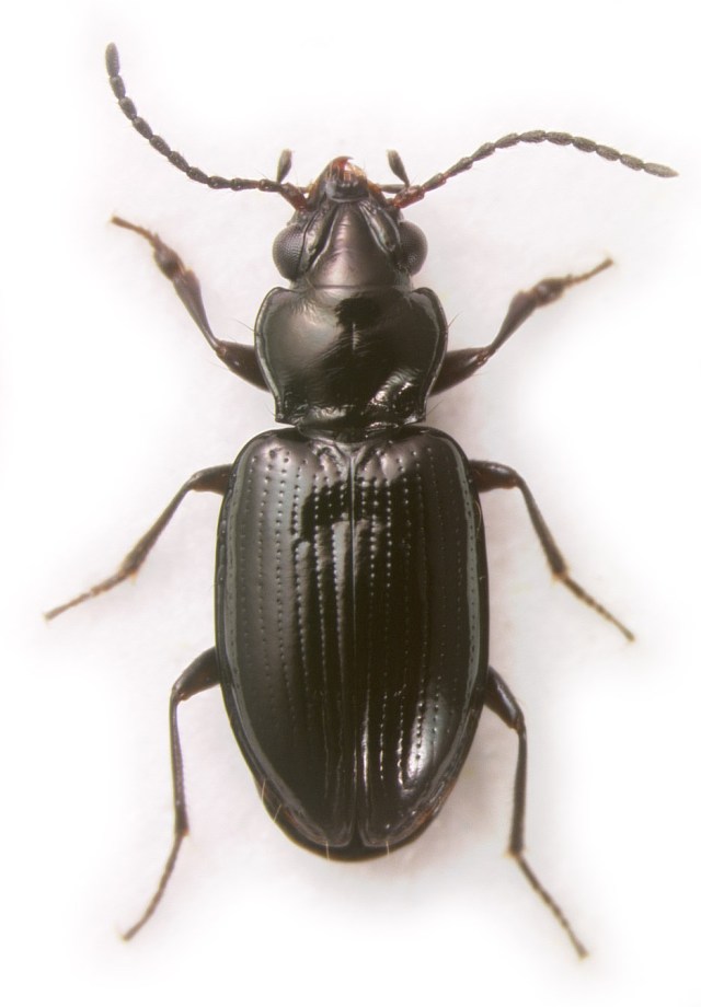 V100898.Habitus.Scale2.Cleaned